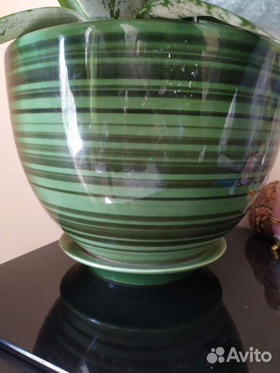 Комнатное растение