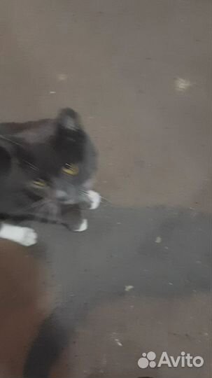 Кошка или кот