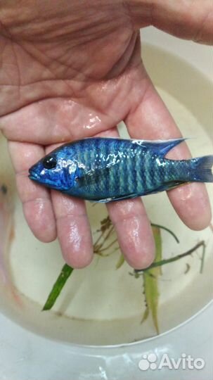 Акара бирюзовая, аулонокары. попугаи сапфировые