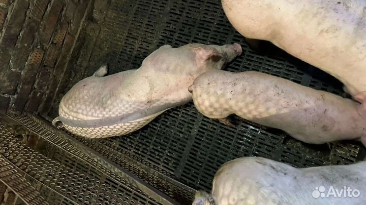 Поросята породы пьетрен