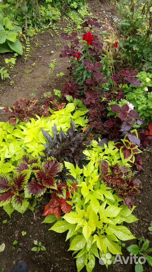 Колеусы, радисканция, Хойя цветущая лиана