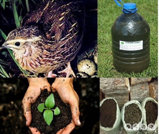 Перепелиный помет