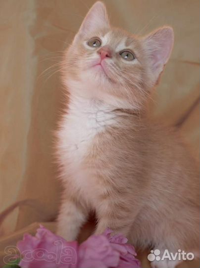 Котята персиковые