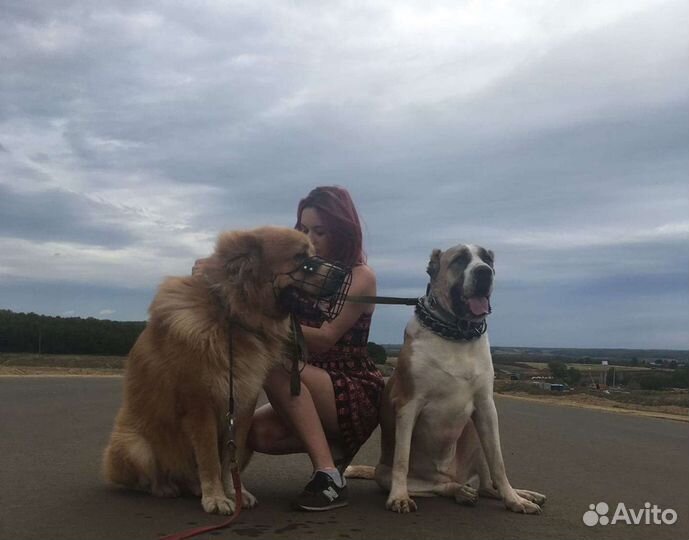 Кинолог, фитнес-тренер,передержка