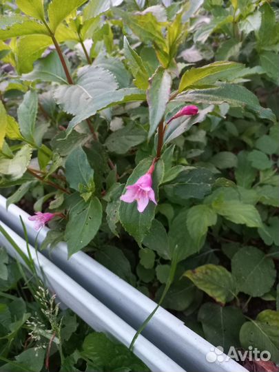 Многолетние кустарники и цветы