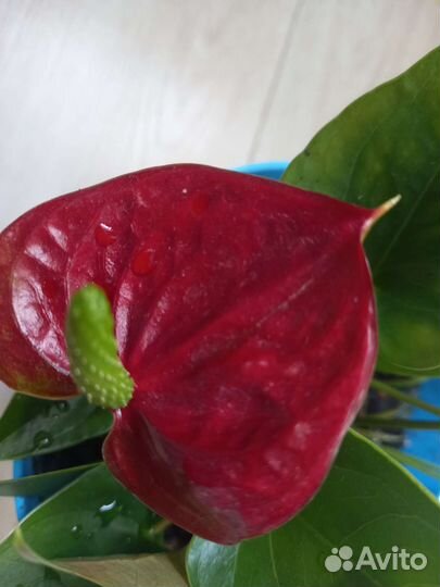 Антуриум ред, мандариновое дерево