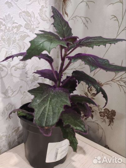 Гинура, взрослое растение