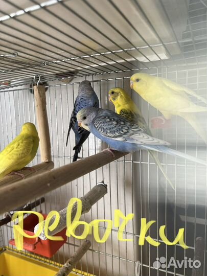 Волнистый попугай