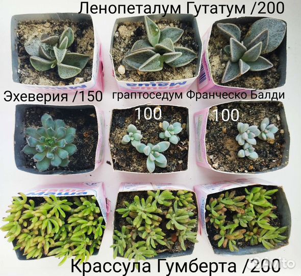 Суккуленты