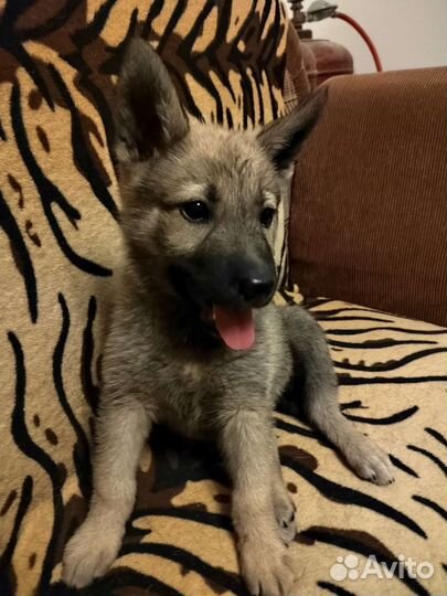 Крутая Кнопочка