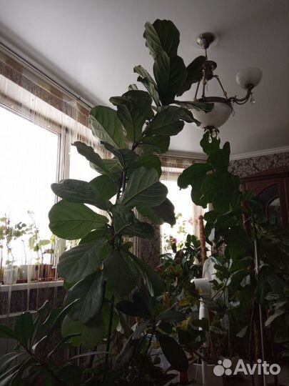 Фикус лирата