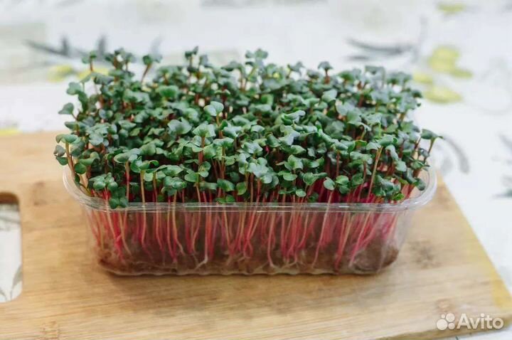 Микрозелень