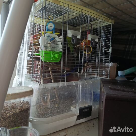 Пара волнистых попугаев с большой клеткой