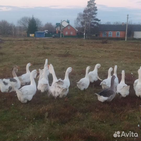 Гуси на завод