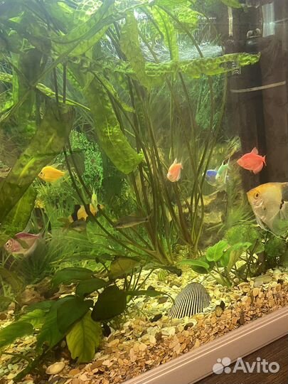 Аквариум jebo 120л