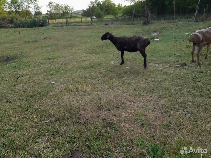 Овцы с ягнятами