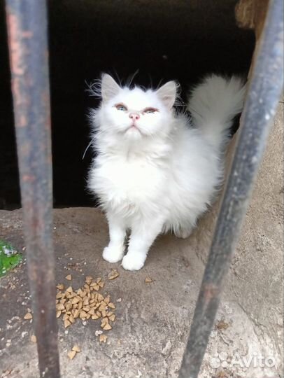 Турецкая ангора