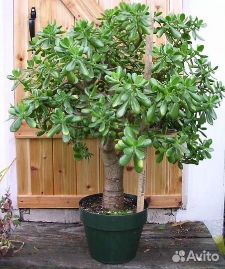 Крассула -толстянка- денежное дерево