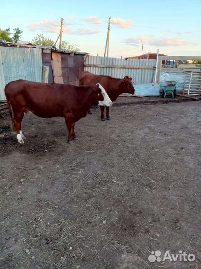 Толки 1.5годовалые