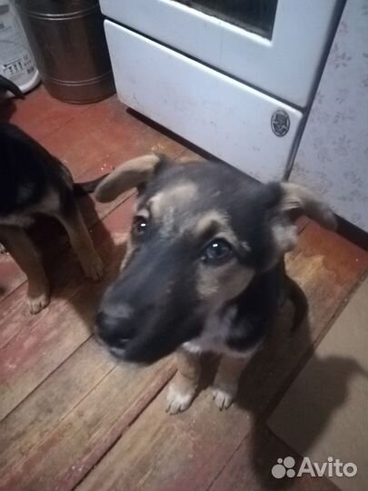 Щенки в добрые руки