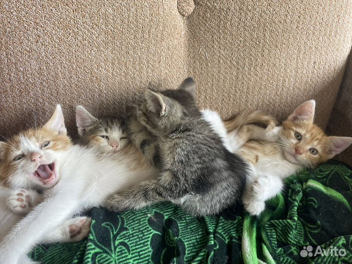 Кошки в добрые руки бесплатно