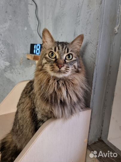 Кошка в дар