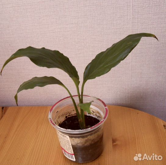 Спатифиллум Кактус Мята Бегония Хлорофитум