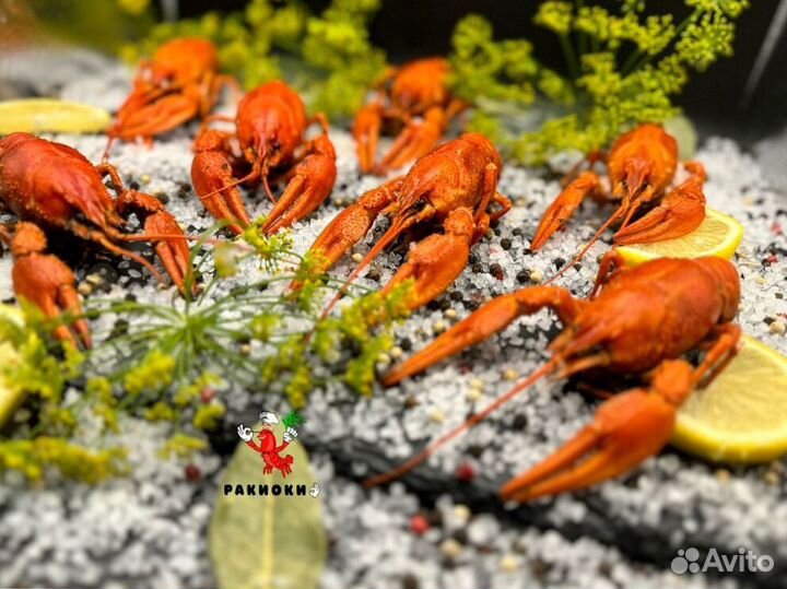 Раки живые вареные крупные, с доставкой