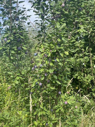 Участок 6,7 сот. (СНТ, ДНП)