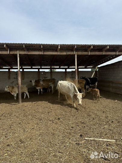 Коровы с телятами