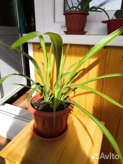 Хлорофитум