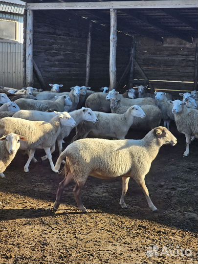 Овцы, ярки Катумские на разведение