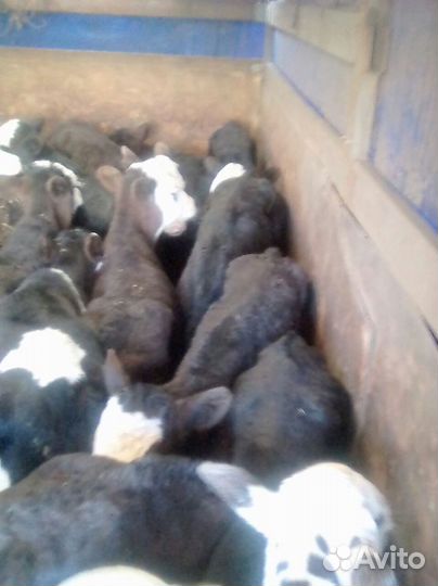 Быки и телочки от месяца до 2х