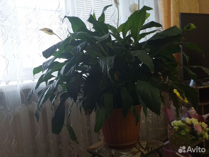 Спатифиллум