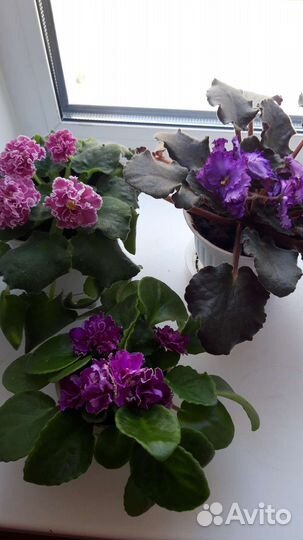 Фиалка в горшках