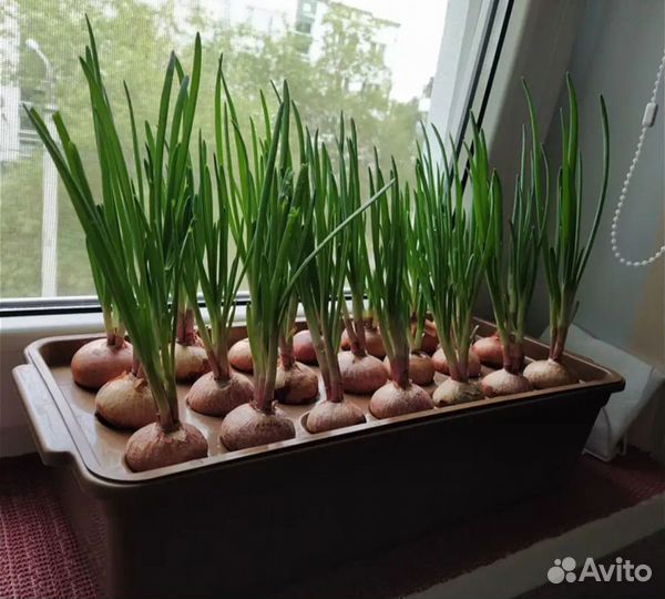 Контейнеры для выращивания лука