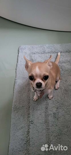 Вязка чихуахуа девочка