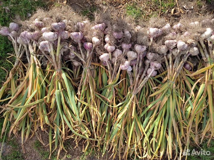 Чеснок, курильский чай, мята