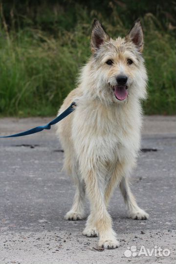 Собака Пчёлка