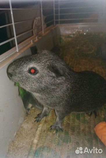 Передержка морских свинок. 90р/д