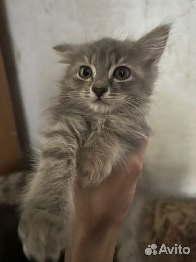 Отдам Котят