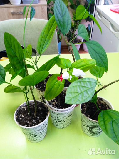 Черенки клеродендрум Томпсона