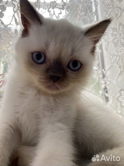 Шотландские котята