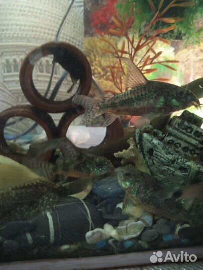 Рыбки аквариумные