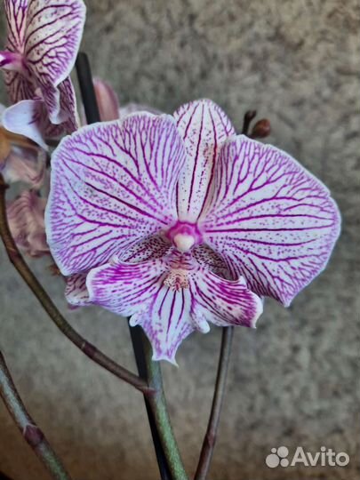Орхидея фаленопсис