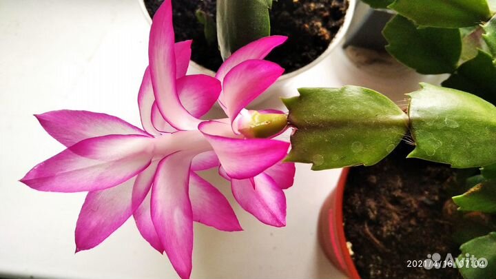 Декабрист Шлюмбергера