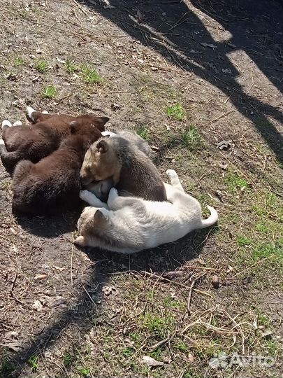 Продам щенят западносибирской лайки