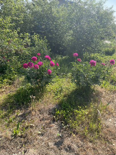 Дача 24 м² на участке 8 сот.