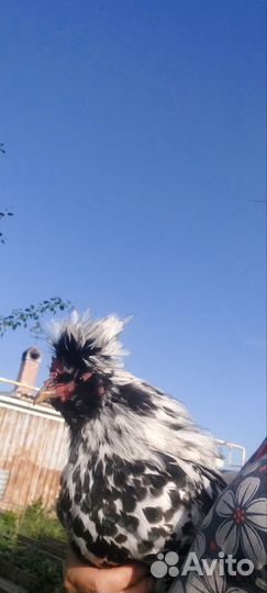 Куры Маран, Петухи