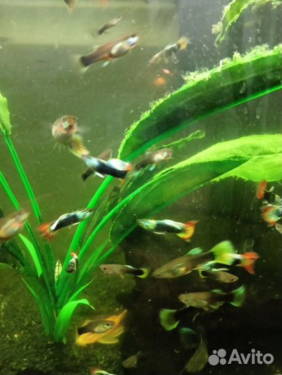 Аквариумные рыбки гуппи
